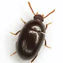 Platydema micans - photo 3
