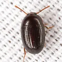 Platydema micans - photo 5
