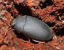 Platydema nigrata - photo 2