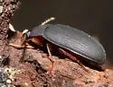 Platydema nigrata - photo 3