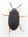 Platydema nigrata - photo 4