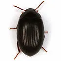 Platydema oregonensis - photo 3
