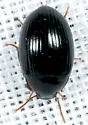 Platydema oregonensis - photo 4