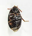 Platydema oregonensis - photo 5