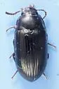 Platydema picilabrum