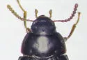 Platydema picilabrum - photo 3