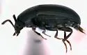 Platydema ruficollis - photo 3