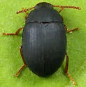 Platydema ruficornis