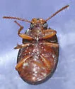 Platydema ruficornis - photo 2