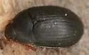 Platydema ruficornis - photo 3
