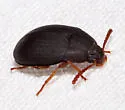 Platydema ruficornis - photo 4