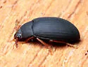 Platydema ruficornis - photo 5