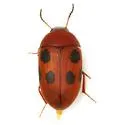 Platydema sexnotata
