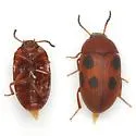 Platydema sexnotata - photo 2