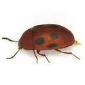 Platydema sexnotata - photo 3