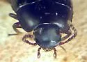 Platydema subcostata - photo 2