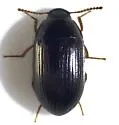 Platydema subcostata - photo 3