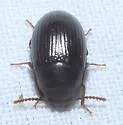 Platydema subcostata - photo 4