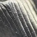 Platydema subcostata - photo 5