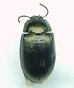 Platydema teleops - Platydema teleops