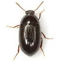 Platydema teleops - photo 2