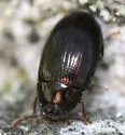 Platydema teleops - photo 3