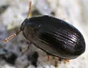 Platydema teleops - photo 4