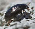 Platydema teleops - photo 5