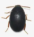 Platydema wandae - photo 2