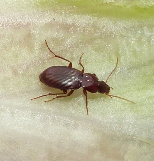 Platyderus depressus - photo 2