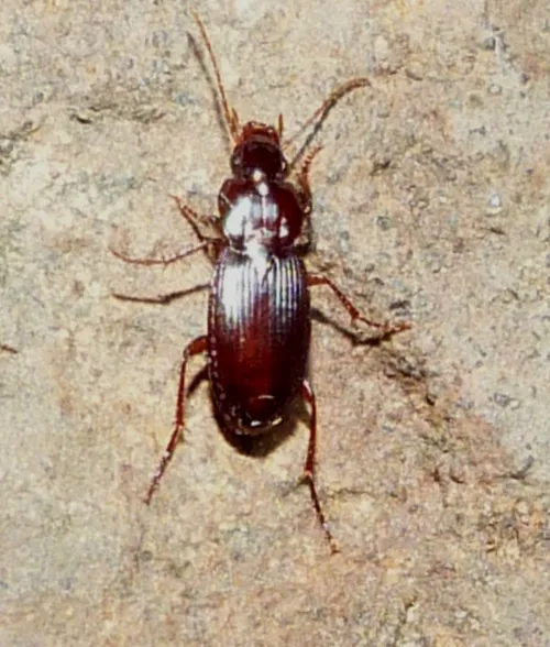 Platyderus depressus - photo 3