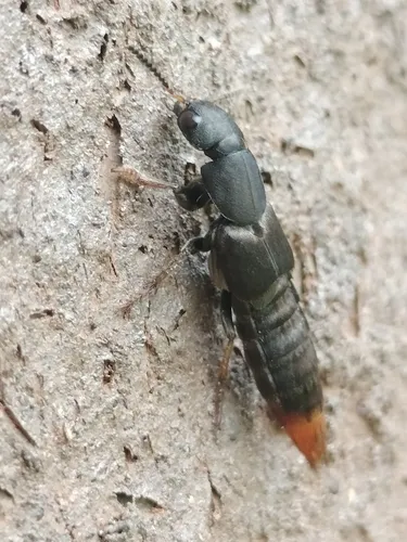 Platydracus caliginosus