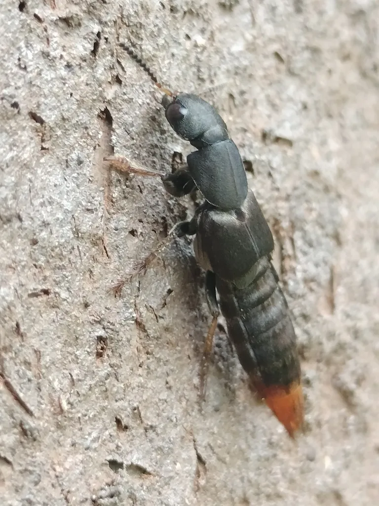 Platydracus caliginosus - photo 2