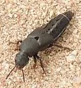 Platydracus centralis