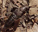 Platydracus exulans - photo 2