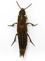Platydracus femoratus