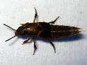 Platydracus femoratus - photo 2