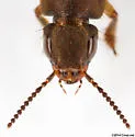 Platydracus femoratus - photo 3