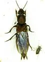 Platydracus femoratus - photo 4