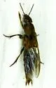 Platydracus femoratus - photo 5