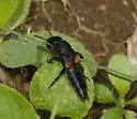 Red-spotted Rove Beetle
