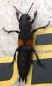 Red-spotted Rove Beetle - photo 2