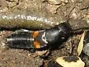 Red-spotted Rove Beetle - photo 3