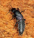 Red-spotted Rove Beetle - photo 4