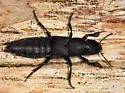 Red-spotted Rove Beetle - photo 5