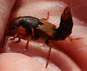 Platydracus immaculatus