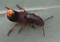 Platydracus immaculatus - photo 2
