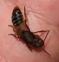 Platydracus immaculatus - photo 3