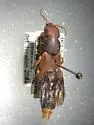 Platydracus immaculatus - photo 4