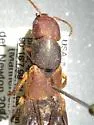 Platydracus immaculatus - photo 5